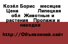 Козёл Борис 9 месяцев › Цена ­ 5 000 - Липецкая обл. Животные и растения » Пропажи и находки   